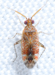 Roburocoris