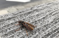 Polistes jokahamae