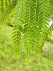 Jacaranda brasiliana