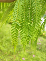 Jacaranda brasiliana
