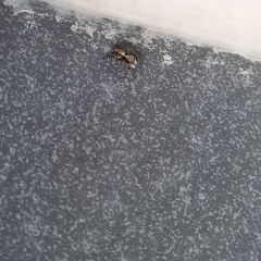 Pseudeuophrys lanigera