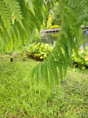 Jacaranda brasiliana