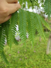 Jacaranda brasiliana