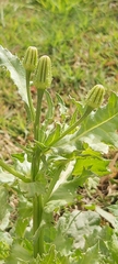 Urospermum picroides