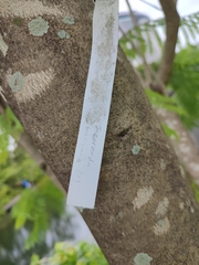 Jacaranda brasiliana