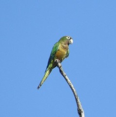 Eupsittula cactorum