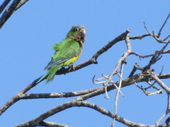 Eupsittula cactorum