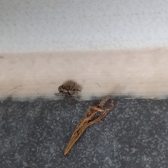 Pseudeuophrys lanigera