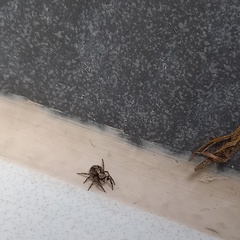 Pseudeuophrys lanigera