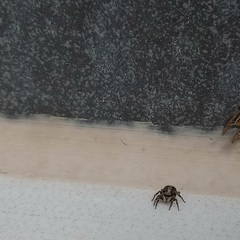 Pseudeuophrys lanigera