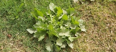 Urospermum picroides