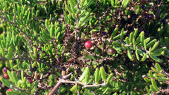 Asparagus crassicladus