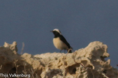 Oenanthe cypriaca