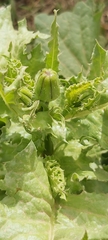 Urospermum picroides