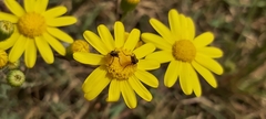 Dilophus