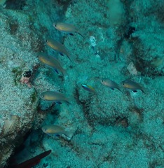 Pycnochromis vanderbilti