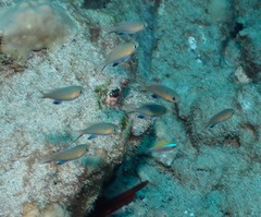 Pycnochromis vanderbilti