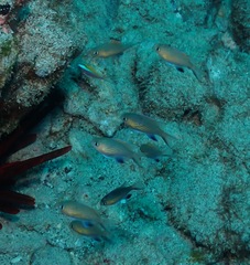 Pycnochromis vanderbilti