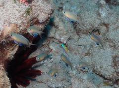Pycnochromis vanderbilti