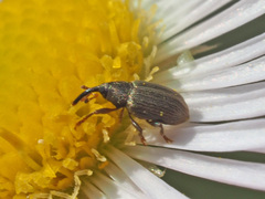 Acalyptus carpini