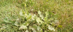 Urospermum picroides
