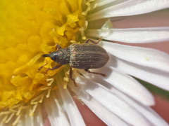 Acalyptus carpini