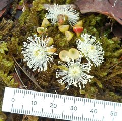 Eucalyptus viminalis cygnetensis