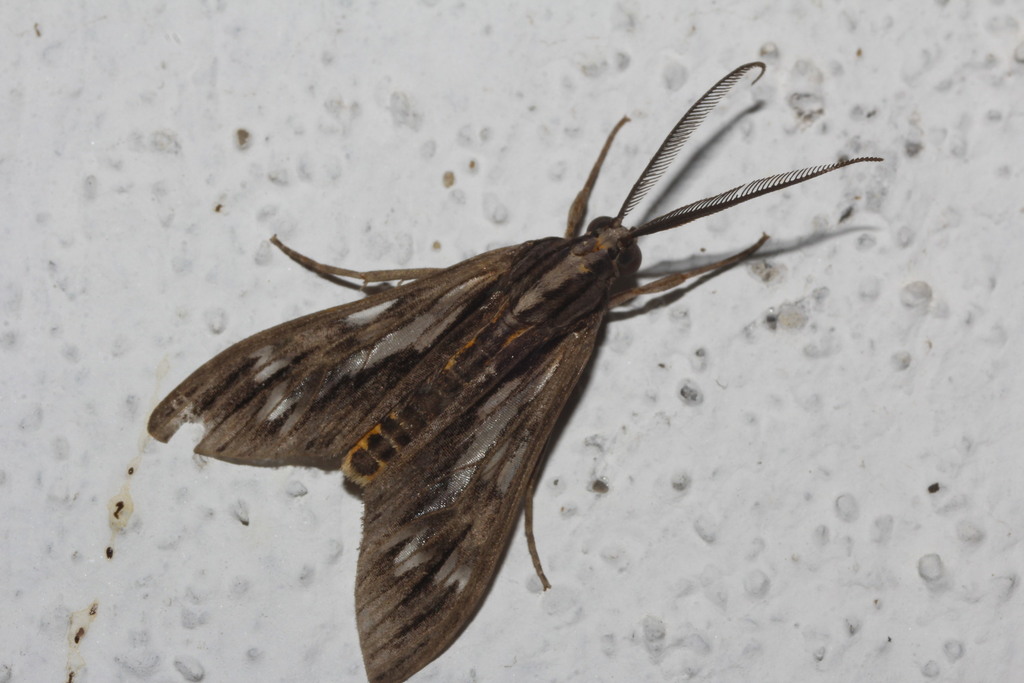Psilopleura polia