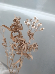 Achillea salicifolia