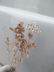 Achillea salicifolia