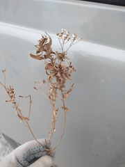 Achillea salicifolia