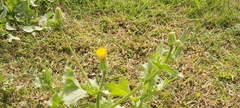 Urospermum picroides