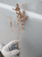 Achillea salicifolia