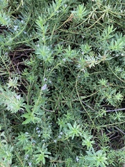 Myoporum parvifolium