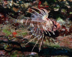 Pterois sphex
