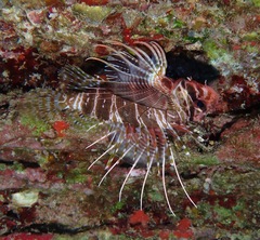 Pterois sphex