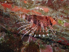 Pterois sphex