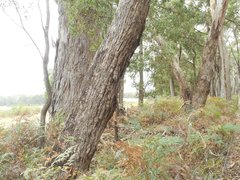 Eucalyptus viminalis cygnetensis