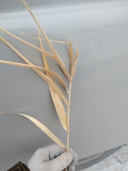 Phragmites australis