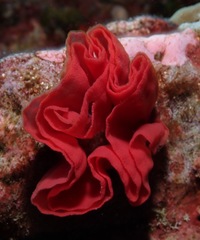 Hexabranchus