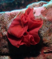 Hexabranchus