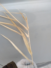 Phragmites australis