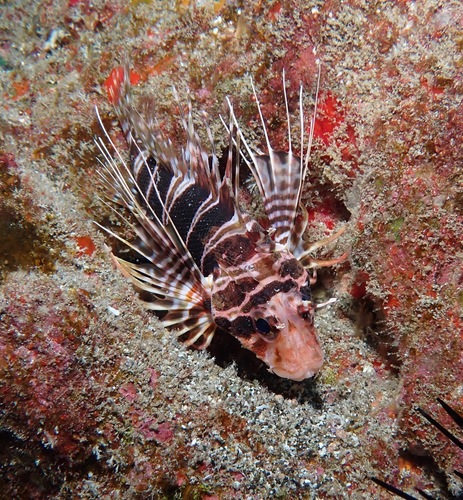 Hawaiian lionfish (Pterois sphex) — Scorpaenidae — 5