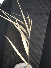 Phragmites australis