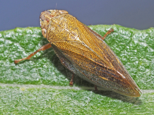 Willow Spittlebug, photo 6 of 8