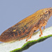 Willow Spittlebug - Photo (c) Felix Riegel, some rights reserved (CC BY-NC), uploaded by Felix Riegel