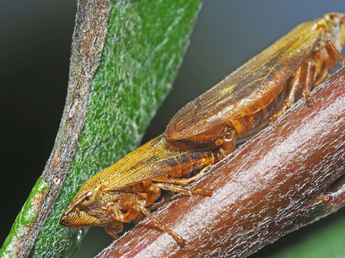 Willow Spittlebug, photo 4 of 8