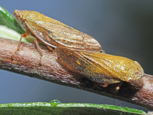 Willow Spittlebug, photo 5 of 8
