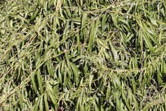 Parsonsia eucalyptophylla