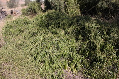 Parsonsia eucalyptophylla